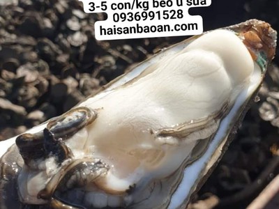 Báo giá hàu đại dương tuyển chọn ngon giá tốt 0