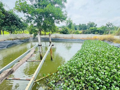 Cần bán gấp nhà, đất, vườn 2715m2 - đối diện KCN Đất Đỏ, gần biển, chợ, trường học 7