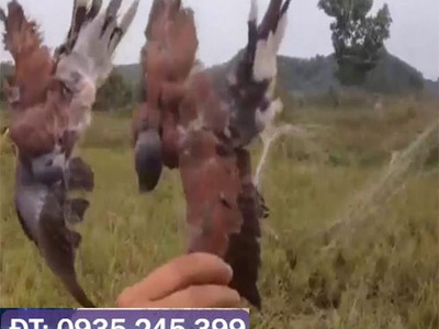 Lưới giăng chim thái siêu nhạy 1