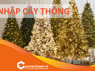 Thủ tục khai báo hải quan nhập khẩu cây thông Noel 0