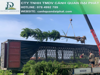 Cây công trình giá rẻ tại vườn - Thi công cảnh quan 5