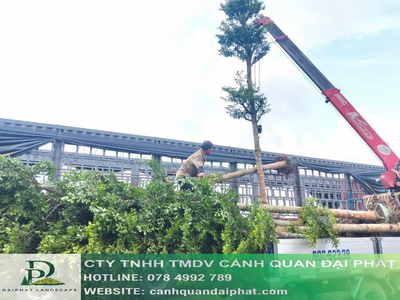Cây công trình giá rẻ tại vườn - Thi công cảnh quan 2