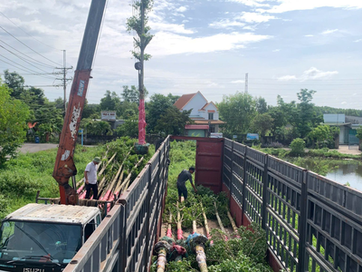 Cây công trình giá rẻ tại vườn - Thi công cảnh quan 4