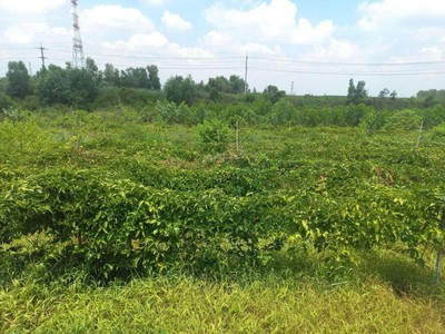 Chính chủ cần tiền bán giá rẻ lô đất trồng cây ăn trái giá trị có nhà cấp 4 cách kcn becamex bình 1