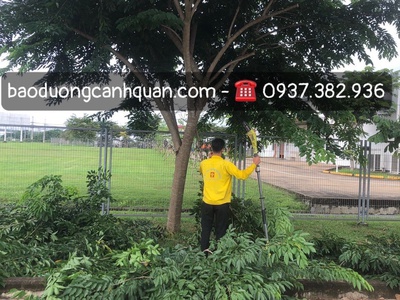 Dịch vụ cắt tỉa cây xanh, hạ tán cây ở Đồng Nai, HCM 0