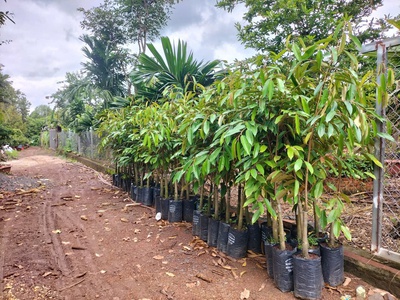 Hòa phú- buôn ma thuột- đắk lắk dt hơn 5 sào view sông serepok xinh đẹp đất sẵn cà phê và sầu chỉ 4