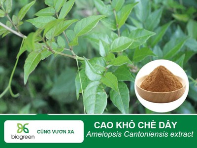 Cao Khô Chè Dây - Giải Pháp Vàng Cho Sức Khỏe Dạ Dày Và Toàn Diện 0