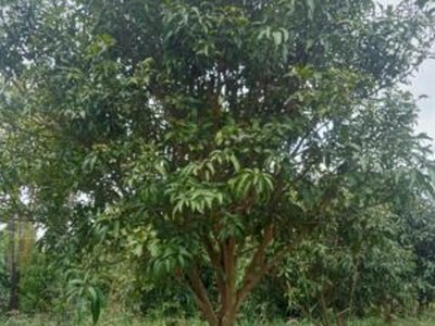 Cung cấp cây ăn quả số lượng lớn 0