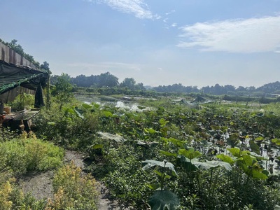 Giảm 14tỷ  đất mặt tiền đ.8m 5870m2, nở hậu   đông thạnh 2 hóc môn s 2