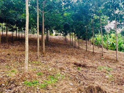 Bán gấp 22015m2 đất xã Tân phước-Đồng Phú, 150m Mặt tiền, ô tô tới đất, giá 16,5 tỷ 2