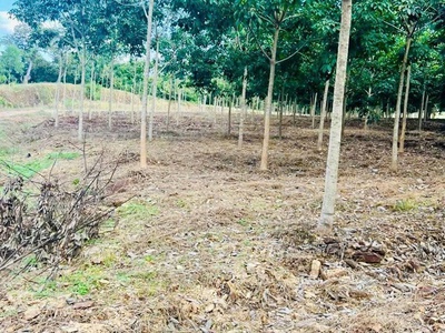 Bán gấp 22015m2 đất xã Tân phước-Đồng Phú, 150m Mặt tiền, ô tô tới đất, giá 16,5 tỷ 4