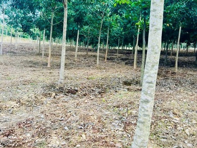 Bán đất tại Tân Phước, Đồng Phú, Bình Phước giá cực chất 16,5 tỷ, 22015 m2 3