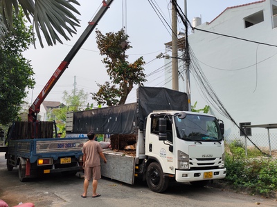 Dịch vụ vận chuyển cây xanh, cây công trình chuyên nghiệp 0
