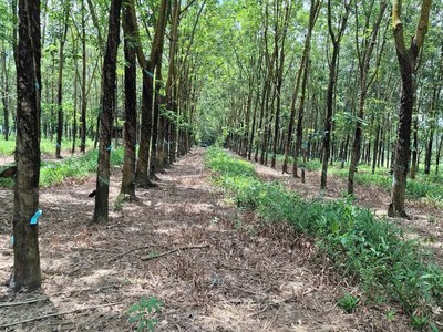Bán mãnh đất gần 44000m2 có cao su non trên đất, hơn 100m Mặt tiền, 2 mt trước sau 1