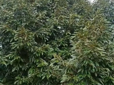 Chính chủ bán đất 1,6 ha tại lộc an, lộc ninh, bình phước 0