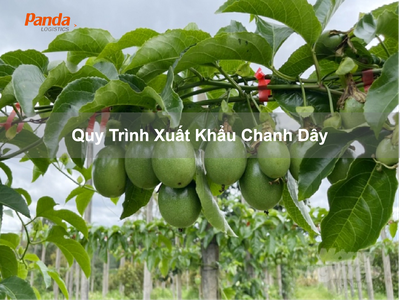 Quy Trình Xuất Khẩu Chanh Dây 0