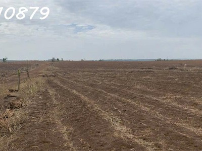 Cho thuê 150ha đất trồng nông nghiệp 4