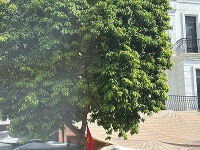 Shophouse rẻ nhất vinhomes ocean park 1, gia lâm, hà nội. mtg 2