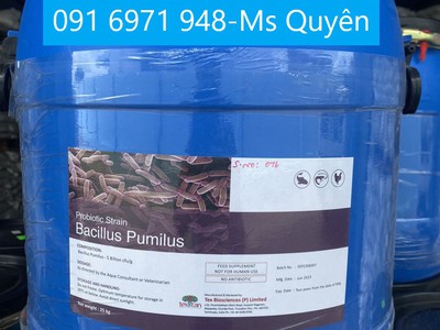 Mua bán chủng men đơn dòng bacillus pumilus chất lượng từ Ấn Độ 0