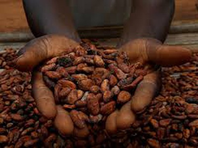 Cacao Đắk Lắk - Không chỉ là đồ uống mà còn là câu chuyện của người Tây Nguyên 0