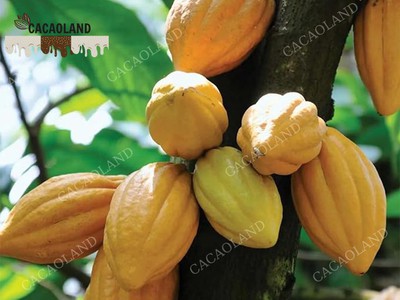 Cacao là gì và tại sao lại  thần thánh  đến thế 0