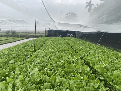 Củ chi: bán gấp 2666m  đất  ful thổ cư đường hồ văn tắng, shr, giá tốt 54 tỷ. 2