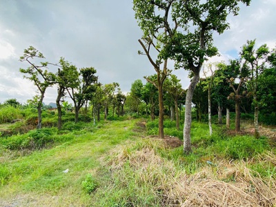 Bán Lô Đất Mặt Đường Ql10, Gia Minh, 100m2, Ngang 5m, Giá 1,8x tỷ 1