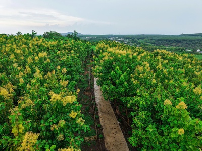 Săn ngay mảnh đất vườn View Hồ Trị An tại Xã La Ngà, Huyện Định Quán, Đồng Nai 3