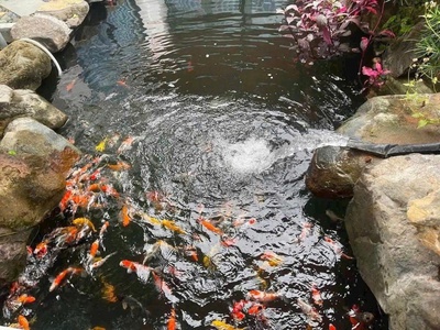 Duy nhất 01 căn nhà vườn có hồ cá koi siêu xinh ở diên toàn - gần đường võ nguyên giáp - diên khánh 3