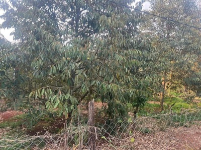 Chính chủ cần bán đất 3 sào 2 trồng sầu riêng   lộc an, lộc ninh, bình phước 0