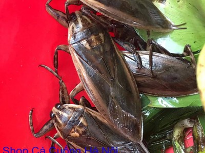Bán đặc sản Cà Cuống nhiều tinh dầu thơm , lọ tinh dầu Cà Cuống , nước mắm Cà Cuống ở Hà Nội 6