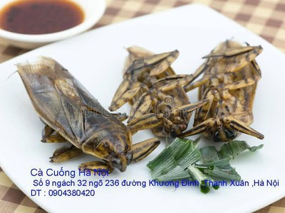 Bán đặc sản Cà Cuống nhiều tinh dầu thơm , lọ tinh dầu Cà Cuống , nước mắm Cà Cuống ở Hà Nội 3
