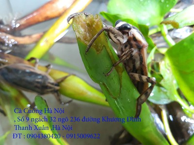 Bán đặc sản Cà Cuống nhiều tinh dầu thơm , lọ tinh dầu Cà Cuống , nước mắm Cà Cuống ở Hà Nội 5