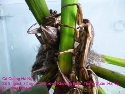 Bán đặc sản Cà Cuống nhiều tinh dầu thơm , lọ tinh dầu Cà Cuống , nước mắm Cà Cuống ở Hà Nội 7