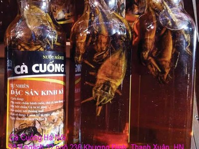 Bán đặc sản Cà Cuống nhiều tinh dầu thơm , lọ tinh dầu Cà Cuống , nước mắm Cà Cuống ở Hà Nội 2