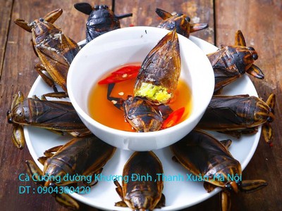 Bán đặc sản Cà Cuống nhiều tinh dầu thơm , lọ tinh dầu Cà Cuống , nước mắm Cà Cuống ở Hà Nội 8