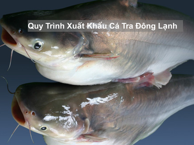Quy trình xuất khẩu cá tra đông lạnh 0