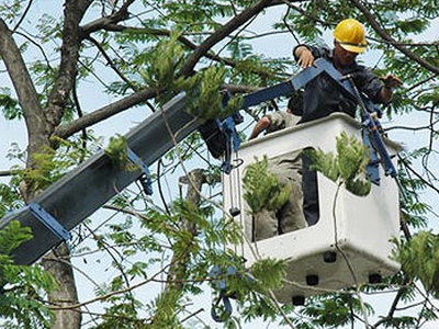 Dịch vụ chăm sóc, cắt tỉa cây xanh, chăm sóc thảm cỏ thuần chủng, cắt cỏ phát hoang PCCC 0
