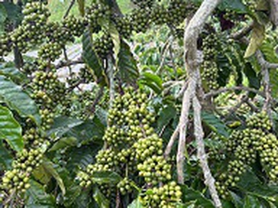 Cần bán đất nông nghiệp tại đức trọng   lâm đồng 1