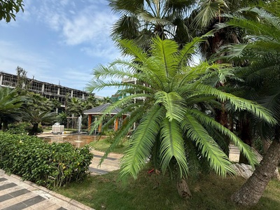 Dự kiến cháy hàng sau khi mở bán 0
