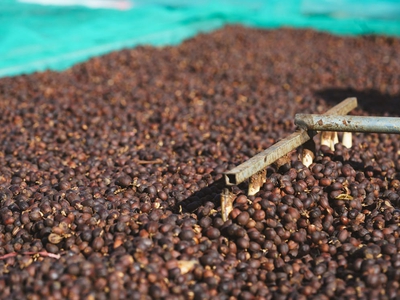 Quy trình sản xuất cà phê decaf 1