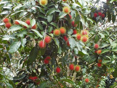 Chính chủ cần bán lô đất vườn tại Thống Nhất, Đồng Nai. 0