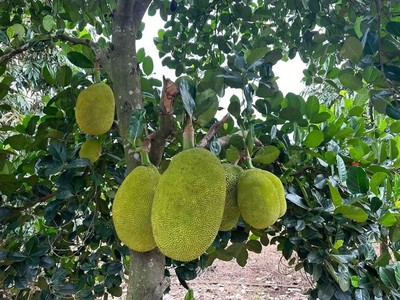 Chính chủ cần bán lô đất vườn tại Thống Nhất, Đồng Nai. 8