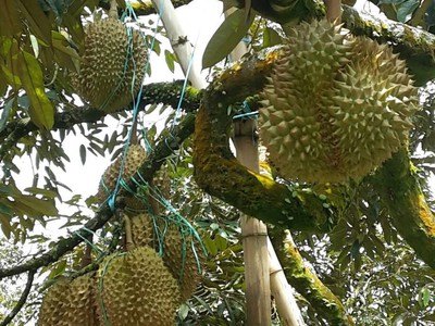 Chính chủ cần bán lô đất vườn tại Thống Nhất, Đồng Nai. 5