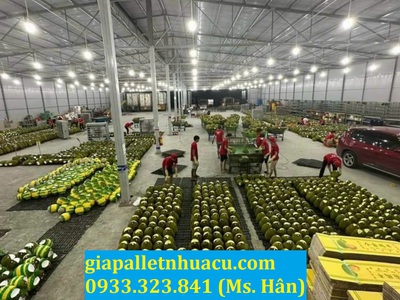  Bán Pallet Nhựa Cũ Giá Rẻ Tại Tiền Giang   Đẹp, Bền, Chất Lượng Nhất Năm 2025  4
