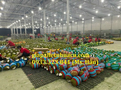  Bán Pallet Nhựa Cũ Giá Rẻ Tại Tiền Giang   Đẹp, Bền, Chất Lượng Nhất Năm 2025  6