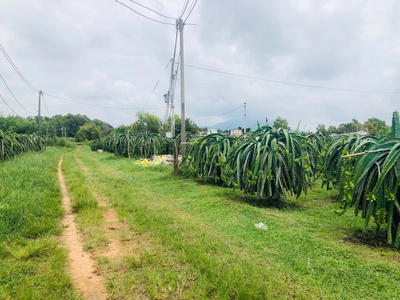 Bán 1825m2 đất thôn ba đăng - tân hải - lagi giá rẻ nhất 986k/m2 0