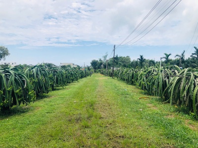 Bán 1825m2 đất thôn ba đăng - tân hải - lagi giá rẻ nhất 986k/m2 1
