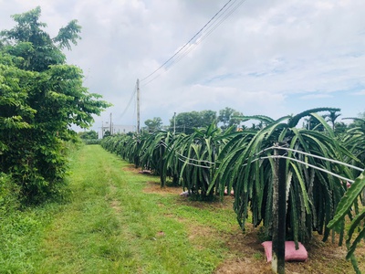 Bán 1825m2 đất thôn ba đăng - tân hải - lagi giá rẻ nhất 986k/m2 3