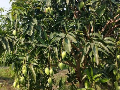 Chính chủ cần bán gấp mảnh vườn đồi Giá Tỵ view Hồ Trị An cực đẹp như đồi  Đà Lạt  tại Định Quán 5